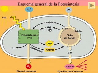 Esquema general de la Fotosíntesis 
ISAURA MA. NAVARRET E CU 
 
