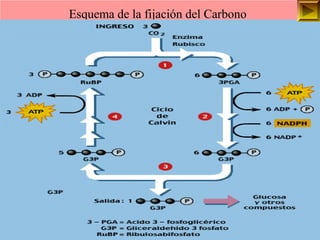 Esquema de la fijación del Carbono 
ISAURA MA. NAVARRET E CU 
 