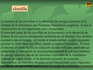clorofila 
La función de las clorofilas es la absorción de energía luminosa en la 
variante de la fotosíntesis que llamamos fotosíntesis oxigénica, la que es 
característica de los organismos antes enumerados. 
El principal papel de las clorofilas en la fotosíntesis es la absorción de 
fotones de luz con la consiguiente excitación de un electrón. Ese electrón 
excitado cede su energía, volviendo al estado normal, a algún pigmento 
auxiliar (a veces otras clorofilas), donde se repite el fenómeno. Al final 
el electrón excitado facilita la reducción de una molécula, quedando así 
completada la conversión de una pequeña cantidad de energía luminosa 
en energía química, una de las funciones esenciales de la fotosíntesis. 
Además del papel citado, el de pigmento primario de la antena 
fotosintética, las clorofilas abundan en los fotosistemas como pigmentos 
auxiliares, ISAURA los MA. que NAVARRET se van transfiriendo E CU 
la energía de excitación 
 