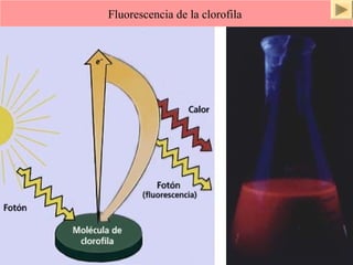 Fluorescencia de la clorofila 
ISAURA MA. NAVARRET E CU 
 