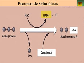 Proceso de Glucólisis 
ISAURA MA. NAVARRET E CU 
 