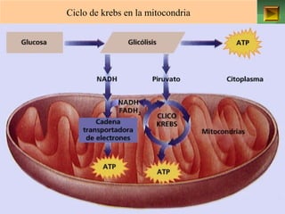 Ciclo de krebs en la mitocondria 
ISAURA MA. NAVARRET E CU 
 