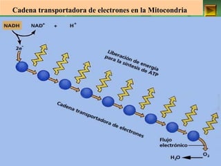 Cadena transportadora de electrones en la Mitocondria 
ISAURA MA. NAVARRET E CU 
 