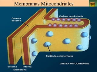 Membranas Mitocondriales 
ISAURA MA. NAVARRET E CU 
 
