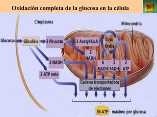 Oxidación completa de la glucosa en la célula 
[Quimio osmosis 
ISAURA MA. NAVARRET E CU 
 
