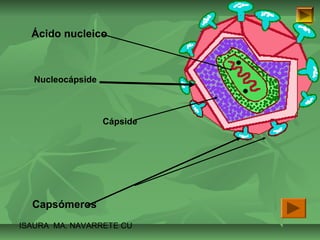 Ácido nucleico 
Cápside 
Nucleocápside 
Capsómeros 
ISAURA MA. NAVARRET E CU 
 