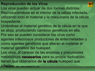 Reproducción de los Virus 
Los virus pueden actuar de dos formas distintas: 
Reproduciéndose en el interior de la célula infectada, 
utilizando todo el material y la maquinaria de la célula 
hospedante. 
Uniéndose al material genético de la célula en la que 
se aloja, produciendo cambios genéticos en ella. 
Por eso se pueden considerar los virus como 
agentes infecciosos productores de enfermedades o 
como agentes genéticos que alteran el material el 
material genético del huésped. 
Los virus, al carecer de las enzimas y precursores 
metabólicos nneecceessaarriiooss para su propia replicación, 
tienen que obtenerlos de llaa ccéélluullaa huésped que 
infectan. 
ISAURA MA. NAVARRET E CU 
 