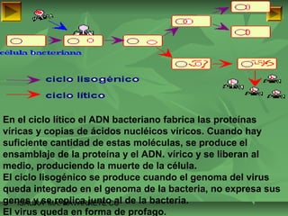 En el ciclo lítico el ADN bacteriano fabrica las proteínas 
víricas y copias de ácidos nucléicos víricos. Cuando hay 
suficiente cantidad de estas moléculas, se produce el 
ensamblaje de la proteína y el ADN. vírico y se liberan al 
medio, produciendo la muerte de la célula. 
El ciclo lisogénico se produce cuando el genoma del virus 
queda integrado en el genoma de la bacteria, no expresa sus 
genes ISAURA y se MA. replica NAVARRET junto E CU 
al de la bacteria. 
El virus queda en forma de profago. 
 