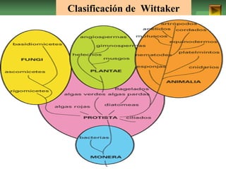 Clasificación de Wittaker 
ISAURA MA. NAVARRET E CU 
 