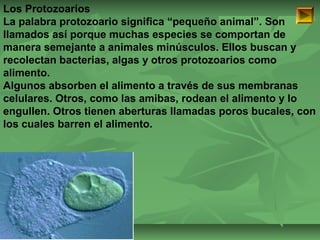 Los Protozoarios 
La palabra protozoario significa “pequeño animal”. Son 
llamados así porque muchas especies se comportan de 
manera semejante a animales minúsculos. Ellos buscan y 
recolectan bacterias, algas y otros protozoarios como 
alimento. 
Algunos absorben el alimento a través de sus membranas 
celulares. Otros, como las amibas, rodean el alimento y lo 
engullen. Otros tienen aberturas llamadas poros bucales, con 
los cuales barren el alimento. 
ISAURA MA. NAVARRET E CU 
 