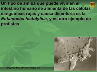 Un tipo de amiba que puede vivir en el 
intestino humano se alimenta de las células 
sanguíneas rojas y causa disentería es la 
Entamoeba histolytica, y es otro ejemplo de 
protistas 
ISAURA MA. NAVARRET E CU 
 