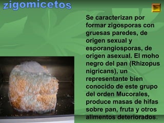 ISAURA MA. NAVARRET E CU 
Se caracterizan por 
formar zigosporas con 
gruesas paredes, de 
origen sexual y 
esporangiosporas, de 
origen asexual. El moho 
negro del pan (Rhizopus 
nigricans), un 
representante bien 
conocido de este grupo 
del orden Mucorales, 
produce masas de hifas 
sobre pan, fruta y otros 
alimentos deteriorados. 
 
