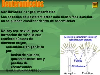 Son llamados hongos imperfectos 
Las especies de deuteromicetos solo tienen fase conídica, 
no se pueden clasificar dentro de ascomicetos 
No hay rep. sexual, pero sí 
formación de micelio que 
contiene núcleos de 
diferente origen, 
recombinación genética 
por 
fusión de núcleos, 
quiasmas mitóticos y 
pérdida de 
cromosomas 
ISAURA MA. NAVARRET E CU 
 