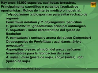 Hay unos 15.000 especies, casi todas terrestres. 
Principalmente saprófitos o parásitos facultativos 
oportunistas. Mohos de interés médico o industrial: 
Tolypocladium :ciclosporinas para evitar rechazo de 
órganos 
Penicillium notatum y P. chysogenum :penicilina. 
P. griseofulvum :griseofulvina principal antifúngico 
P. roqueforti : sabor característico del queso de 
Rochefort 
P. camemberti : corteza y aroma del queso Camembert 
Otrasespecies de Penicillium : azul danés, brie y 
gorgonzola. 
Aspergillus oryzae: almidón del arroz : azúcares 
fermentables para la fabricación del sake 
A. sojae : miso (pasta de soja), shoyo (salsa), tofu 
(queso de soja) 
ISAURA MA. NAVARRET E CU 
 