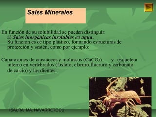 Sales Minerales 
En función de su solubilidad se pueden distinguir: 
a) Sales inorgánicas insolubles en agua. 
Su función es de tipo plástico, formando estructuras de 
protección y sostén, como por ejemplo: 
Caparazones de crustáceos y moluscos (CaCO3) y esqueleto 
interno en vertebrados (fosfato, cloruro,fluoruro y carbonato 
de calcio) y los dientes. 
ISAURA MA. NAVARRET E CU 
 