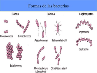Formas de las bacterias 
ISAURA MA. NAVARRET E CU 
 