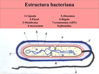 Estructura bacteriana 
1-Cápsula 5.ribosomas 
2-Pared 6-flagelo 
3-Membrana 7-cromosoma (ADN) 
4-mesosomas 8-plásmidos 
ISAURA MA. NAVARRET E CU 
 