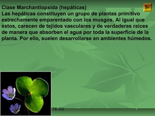 Clase Marchantiopsida (hepáticas) 
Las hepáticas constituyen un grupo de plantas primitivo 
estrechamente emparentado con los musgos. Al igual que 
éstos, carecen de tejidos vasculares y de verdaderas raíces 
de manera que absorben el agua por toda la superficie de la 
planta. Por ello, suelen desarrollarse en ambientes húmedos. 
ISAURA MA. NAVARRET E CU 
 