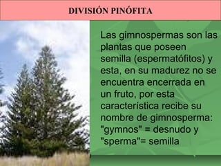 DIVISIÓN PINÓFITA 
ISAURA MA. NAVARRET E CU 
Las gimnospermas son las 
plantas que poseen 
semilla (espermatófitos) y 
esta, en su madurez no se 
encuentra encerrada en 
un fruto, por esta 
característica recibe su 
nombre de gimnosperma: 
"gymnos" = desnudo y 
"sperma"= semilla 
 