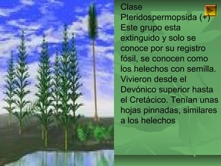 ISAURA MA. NAVARRET E CU 
Clase 
Pteridospermopsida (+) 
Este grupo esta 
extinguido y solo se 
conoce por su registro 
fósil, se conocen como 
los helechos con semilla. 
Vivieron desde el 
Devónico superior hasta 
el Cretácico. Tenían unas 
hojas pinnadas, similares 
a los helechos 
 