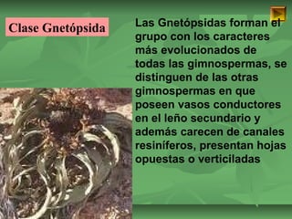 ISAURA MA. NAVARRET E CU 
Las Gnetópsidas forman el 
grupo con los caracteres 
más evolucionados de 
todas las gimnospermas, se 
distinguen de las otras 
gimnospermas en que 
poseen vasos conductores 
en el leño secundario y 
además carecen de canales 
resiníferos, presentan hojas 
opuestas o verticiladas 
Clase Gnetópsida 
 