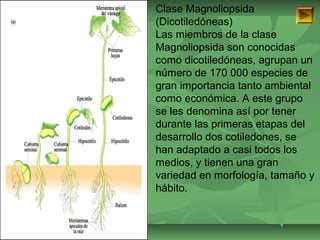 ISAURA MA. NAVARRET E CU 
Clase Magnoliopsida 
(Dicotiledóneas) 
Las miembros de la clase 
Magnoliopsida son conocidas 
como dicotiledóneas, agrupan un 
número de 170 000 especies de 
gran importancia tanto ambiental 
como económica. A este grupo 
se les denomina así por tener 
durante las primeras etapas del 
desarrollo dos cotiledones, se 
han adaptado a casi todos los 
medios, y tienen una gran 
variedad en morfología, tamaño y 
hábito. 
 