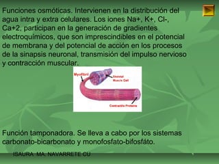 Funciones osmóticas. Intervienen en la distribución del 
agua intra y extra celulares. Los iones Na+, K+, Cl-, 
Ca+2, participan en la generación de gradientes 
electroquímicos, que son imprescindibles en el potencial 
de membrana y del potencial de acción en los procesos 
de la sinapsis neuronal, transmisión del impulso nervioso 
y contracción muscular. 
Función tamponadora. Se lleva a cabo por los sistemas 
carbonato-bicarbonato y monofosfato-bifosfáto. 
ISAURA MA. NAVARRET E CU 
 
