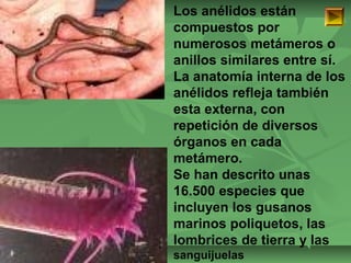 ISAURA MA. NAVARRET E CU 
Los anélidos están 
compuestos por 
numerosos metámeros o 
anillos similares entre sí. 
La anatomía interna de los 
anélidos refleja también 
esta externa, con 
repetición de diversos 
órganos en cada 
metámero. 
Se han descrito unas 
16.500 especies que 
incluyen los gusanos 
marinos poliquetos, las 
lombrices de tierra y las 
sanguijuelas 
 