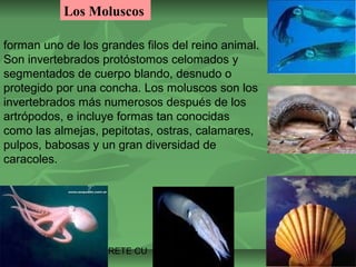 Los Moluscos 
forman uno de los grandes filos del reino animal. 
Son invertebrados protóstomos celomados y 
segmentados de cuerpo blando, desnudo o 
protegido por una concha. Los moluscos son los 
invertebrados más numerosos después de los 
artrópodos, e incluye formas tan conocidas 
como las almejas, pepitotas, ostras, calamares, 
pulpos, babosas y un gran diversidad de 
caracoles. 
ISAURA MA. NAVARRET E CU 
 