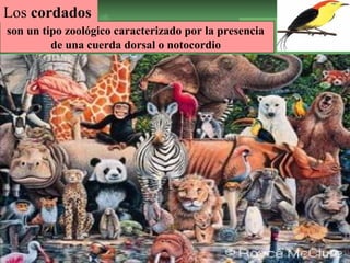 Los cordados 
son un tipo zoológico caracterizado por la presencia 
de una cuerda dorsal o notocordio 
ISAURA MA. NAVARRET E CU 
 