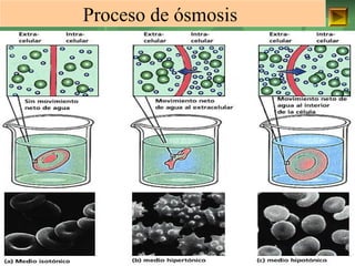 Proceso de ósmosis 
ISAURA MA. NAVARRET E CU 
 