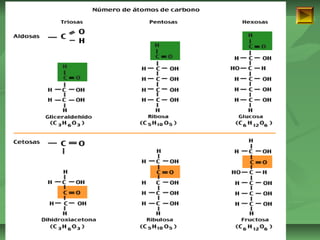 ISAURA MA. NAVARRET E CU 
 
