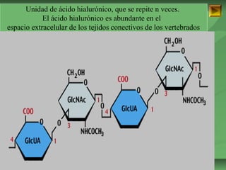 Unidad de ácido hialurónico, que se repite n veces. 
El ácido hialurónico es abundante en el 
espacio extracelular de los tejidos conectivos de los vertebrados 
ISAURA MA. NAVARRET E CU 
 