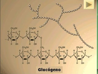 ISAURA MA. NAVARRET E CU 
 