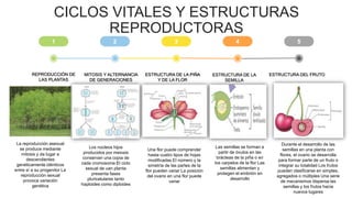 CICLOS VITALES Y ESTRUCTURAS
REPRODUCTORAS
5
2 3
1 4
REPRODUCCIÓN DE
LAS PLANTAS
MITOSIS Y ALTERNANCIA
DE GENERACIONES
ESTRUCTURA DE LA PIÑA
Y DE LA FLOR
ESTRUCTURA DE LA
SEMILLA
ESTRUCTURA DEL FRUTO
La reproducción asexual
se produce mediante
mitosis y da lugar a
descendientes
genéticamente idénticos
entre sí a su progenitor La
reproducción sexual
provoca variación
genética
Los núcleos hijos
producidos por meiosis
conservan una copia de
cada cromosoma El ciclo
sexual de uan planta
presenta fases
pluricelulares tanto
haploides como diploides
Una flor puede comprender
hasta cuatro tipos de hojas
modificadas El número y la
simetría de las partes de la
flor pueden variar La posición
del ovario en una flor puede
variar
Las semillas se forman a
partir de óvulos en las
brácteas de la piña o en
los carpelos de la flor Las
semillas alimentan y
protegen el embrión en
desarrollo
Durante el desarrollo de las
semillas en una planta con
flores, el ovario se desarrolla
para formar parte de un fruto o
integrar su totalidad Los frutos
pueden clasificarse en simples,
agregados o múltiples Una serie
de mecanismos dispersa las
semillas y los frutos hacia
nuevos lugares
 