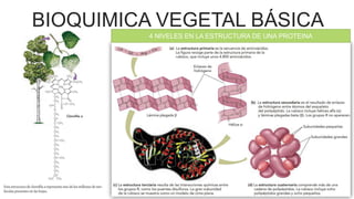 BIOQUIMICA VEGETAL BÁSICA
4 NIVELES EN LA ESTRUCTURA DE UNA PROTEINA
 