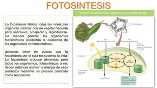 FOTOSINTESIS
PERSPECTIVA GENERAL DE LA FOTOSINTESIS
La fotosíntesis fabrica todas las moléculas
orgánicas básicas que un vegetal necesita
para sobrevivir, prosperar y reproducirse.
De manera general, los organismos
fotosintéticos posibilitan la existencia de
los organismos no fotosintéticos.
debemos tener en cuenta que la
fotosíntesis por sí sola no sustenta la vida.
La fotosíntesis produce alimentos, pero
todos los organismos, fotosintéticos o no,
deben entonces extraer la energía de esos
alimentos mediante un proceso conocido
como respiración.
 