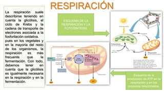RESPIRACIÓN
ESQUEMA DE LA
RESPIRACIÓN Y LA
FOTOSINTESIS
La respiración suele
describirse teniendo en
cuenta la glicólisis, el
ciclo de Krebs y la
cadena de transporte de
electrones asociada a la
fosforilación oxidativa.
pues en los vegetales y
en la mayoría del resto
de los organismos, la
respiración es más
frecuente que la
fermentación. Con todo,
debemos tener en
cuenta que la glicólisis
es igualmente necesaria
en la respiración y en la
fermentación.
Esquema de la
producción de ATP en la
respiración y en los
procesos relacionados.
 