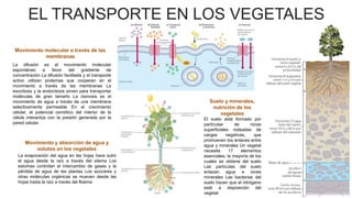 EL TRANSPORTE EN LOS VEGETALES
La difusión es el movimiento molecular
espontáneo a favor del gradiente de
concentración La difusión facilitada y el transporte
activo utilizan proteínas que cooperan en el
movimiento a través de las membranas La
exocitosis y la endocitosis sirven para transportar
moléculas de gran tamaño La ósmosis es el
movimiento de agua a través de una membrana
selectivamente permeable En el crecimiento
celular, el potencial osmótico del interior de la
célula interactúa con la presión generada por la
pared celular.
Movimiento molecular a través de las
membranas
El suelo está formado por
partículas de rocas
superficiales rodeadas de
cargas negativas, que
promueven los enlaces entre
agua y minerales Un vegetal
necesita 17 elementos
esenciales, la mayoría de los
cuales se obtiene del suelo
Las partículas del suelo
enlazan agua e iones
minerales Las bacterias del
suelo hacen que el nitrógeno
esté a disposición del
vegetal
Suelo y minerales,
nutrición de los
vegetales
La evaporación del agua en las hojas hace subir
el agua desde la raíz a través del xilema Los
estomas controlan el intercambio de gases y la
pérdida de agua de las plantas Los azúcares y
otras moléculas orgánicas se mueven desde las
hojas hasta la raíz a través del floema
Movimiento y absorción de agua y
solutos en los vegetales
 
