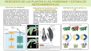 RESPUESTA DE LAS PLANTAS A LAS HORMONAS Y ESTIMULOS
MEDIOAMBIENTALES
Las auxinas desempeñan un papel esencial en el
crecimiento celular y en la formación de tejido
nuevo Las citoquininas controlan la división y la
diferenciación celulares, así como el retraso del
envejecimiento Las giberelinas interactúan con las
auxinas para regular el crecimiento celular y
estimular la germinación de las semillas El ácido
abscísico provoca la dormancia de las semillas y
regula las respuestas del vegetal a las sequías El
etileno permite a la planta responder a la tensión
mecánica, además de controlar la maduración de
los frutos y la abscisión de las hojas.
EFECTO DE LAS HORMONAS
La raíz y el vástago responden a la gravedad
Las plantas responden a estímulos mecánicos,
como el tacto o el viento Las plantas se
preparan para afrontar condiciones
medioambientales que les impiden llevar a
cabo un metabolismo y un crecimiento
normales Las plantas reaccionan ante
tensiones medioambientales como la sequía
Las plantas disuaden a herbívoros y agentes
patógenos
Respuestas de las plantas a otros
estímulos medioambientales
La absorción de luz azul determina el crecimiento
del tallo hacia la luz y la apertura de los estomas
La absorción de luz roja y de luz roja lejana
indican cuándo tendrán lugar la germinación de
las semillas, el crecimiento del tallo y de la raíz, y
la floración La fotoperiodicidad regula la floración
y otras respuestas estacionales Las plantas
responden a ciclos diurnos y nocturnos repetidos.
RESPUESTA DE LAS PLANTAS A LA
LUZ
 