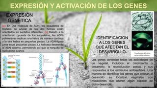EXPRESIÓN
GENETICA
EXPRESIÓN Y ACTIVACIÓN DE LOS GENES
Los genes controlan todas las actividades de
un vegetal, incluidos el crecimiento y
desarrollo, la reproducción sexual y sus
respuestas a los estímulos ambientales. Una
manera de identificar los genes que afectan al
desarrollo es localizar vegetales con
mutaciones que alteran algún aspecto de
dicho desarrollo.
IDENTIFICACION
A LOS GENES
QUE AFECTAN EL
DESARROLLO
(a) En una molécula de ADN, los esqueletos de
fosfatos de azúcar de las dos hebras están
orientados en sentidos diferentes. (b) Debido a la
orientación opuesta de los esqueletos, las ADN-
polimerasas replican una hebra de manera continua
y la otra hebra en pequeñas piezas. La ADN-ligasa
junta estas pequeñas piezas. La helicasa desenrolla
el ADN paterno, permitiendo así que la horquilla de
replicación avance.
 