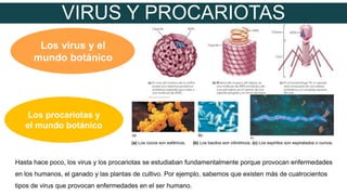 VIRUS Y PROCARIOTAS
Los virus y el
mundo botánico
Los procariotas y
el mundo botánico
Hasta hace poco, los virus y los procariotas se estudiaban fundamentalmente porque provocan enfermedades
en los humanos, el ganado y las plantas de cultivo. Por ejemplo, sabemos que existen más de cuatrocientos
tipos de virus que provocan enfermedades en el ser humano.
(a) Los cocos son esféricos. (b) Los bacilos son cilíndricos. (c) Los espirilos son espiralados o curvos.
 