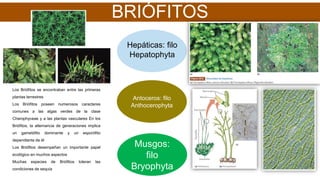 BRIÓFITOS
Hepáticas: filo
Hepatophyta
Musgos:
filo
Bryophyta
Los Briófitos se encontraban entre las primeras
plantas terrestres
Los Briófitos poseen numerosos caracteres
comunes a las algas verdes de la clase
Charophyceae y a las plantas vasculares En los
Briófitos, la alternancia de generaciones implica
un gametófito dominante y un esporófito
dependiente de él
Los Briófitos desempeñan un importante papel
ecológico en muchos aspectos
Muchas especies de Briófitos toleran las
condiciones de sequía
Antoceros: filo
Anthocerophyta
 