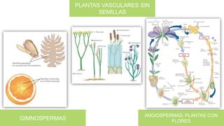 PLANTAS VASCULARES SIN
SEMILLAS
ANGIOSPERMAS: PLANTAS CON
FLORES
GIMNOSPERMAS
 