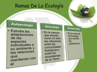 Ramas De La Ecología
 