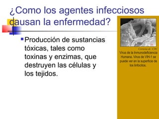 ¿Como los agentes infecciosos
causan la enfermedad?
 Producción de sustancias
tóxicas, tales como
toxinas y enzimas, que
destruyen las células y
los tejidos.
Cortesia de CDC
Virus de la Inmunodeficiencia
Humana. Virus de VIH-1 se
puede ver en la superficie de
los linfocitos.
 