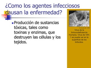 ¿Como los agentes infecciosos
causan la enfermedad?
 Producción de sustancias
tóxicas, tales como
toxinas y enzimas, que
destruyen las células y los
tejidos.
Cortesia de CDC
Virus de la
Inmunodeficiencia
Humana. Virus de VIH-
1 se puede ver en la
superficie de los
linfocitos.
 