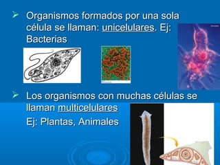  Organismos formados por una solaOrganismos formados por una sola
célula se llaman:célula se llaman: unicelularesunicelulares. Ej:. Ej:
BacteriasBacterias
 Los organismos con muchas células seLos organismos con muchas células se
llamanllaman multicelularesmulticelulares
Ej: Plantas, AnimalesEj: Plantas, Animales
 