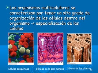 Los organismos multicelulares seLos organismos multicelulares se
caracterizan por tener un alto grado decaracterizan por tener un alto grado de
organización de las células dentro delorganización de las células dentro del
organismo -> especialización de lasorganismo -> especialización de las
célulascélulas
1919
Células sanguíneas Células de las plantasCélulas de la piel humano
 