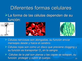 Diferentes formas celularesDiferentes formas celulares
La forma de las células dependen de suLa forma de las células dependen de su
función:función:
 Células nerviosas son alongadas, su función enviarCélulas nerviosas son alongadas, su función enviar
mensajes desde y hacia el cerebro.mensajes desde y hacia el cerebro.
 Células rojas son como un disco que previene clogging yCélulas rojas son como un disco que previene clogging y
su función es transportar Osu función es transportar O22 en la sangre.en la sangre.
 Células de la piel son planas y las capas se solapan, suCélulas de la piel son planas y las capas se solapan, su
función proteger y cubrir el cuerpo.función proteger y cubrir el cuerpo. 2323
 